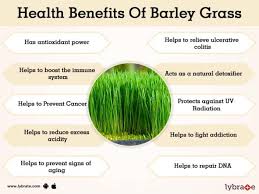 barley grass powder pills barley grass in kenya barley drink barley green aim barley grass powder how to use barley grass powder cancer barley grass benefits barley gras detox barley grass weight loss how to use barley grass powder for weight loss best time to drink barley grass Nairobi Kenya daresalaam tanzania juba south sudan Khartoum sudan Kigali Rwanda kampala Uganda bunjumbura Burundi kinshasaDRC ginkgo biloba Maputo Mozambique accra Ghana Dakar Senegal Lusaka Zambia Monrovia angola jibouti asmara Eritrea tunis Tunisia rabat morocco cairo Egypt Harare zimbambwe barley green grass Mauritius Seychelles Pretoria south Africa ginkgo barley grass lagos Nigeria barley products shop capeverde eguitorial guinea mogadishu Somalia adisababa Ethiopia togo Liberia sierraleone barley green grass shop africa +254723408602