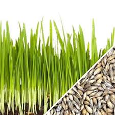 barley grass powder pills barley grass in kenya barley drink barley green aim barley grass powder how to use barley grass powder cancer barley grass benefits barley gras detox barley grass weight loss how to use barley grass powder for weight loss best time to drink barley grass Nairobi Kenya daresalaam tanzania juba south sudan Khartoum sudan Kigali Rwanda kampala Uganda bunjumbura Burundi kinshasaDRC ginkgo biloba Maputo Mozambique accra Ghana Dakar Senegal Lusaka Zambia Monrovia angola jibouti asmara Eritrea tunis Tunisia rabat morocco cairo Egypt Harare zimbambwe barley green grass Mauritius Seychelles Pretoria south Africa ginkgo barley grass lagos Nigeria barley products shop capeverde eguitorial guinea mogadishu Somalia adisababa Ethiopia togo Liberia sierraleone barley green grass shop africa +254723408602