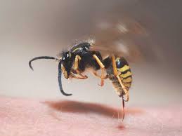 Bee Venom price in kenya where to buy Bee Venom reviews Bee Venom side effects Bee Venom ingredients Bee Venom dosage Bee Venom before and after photos Nairobi Kenya daresalaam tanzania juba south sudan Khartoum sudan Kigali Rwanda kampala Uganda bunjumbura Burundi kinshasaDRC Bee Venom Maputo Mozambique accra Ghana Dakar Senegal Lusaka Zambia Monrovia angola jibouti asmara Eritrea tunis Tunisia rabat morocco cairo Egypt Harare zimbambwe Bee Venom Mauritius Seychelles Pretoria south Africa Bee Venom lagos Nigeria Bee Venom shop capeverde eguitorial guinea mogadishu Somalia adisababa Ethiopia togo Liberia sierraleone Bee Venom shop africa +254723408602