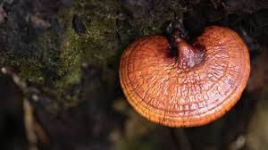 Ganoderma Lucidum Pills price in kenya where to buy Ganoderma Lucidum Pills reviews Ganoderma Lucidum Pills side effects Ganoderma Lucidum Pills ingredients Ganoderma Lucidum Pills dosage Ganoderma Lucidum Pills before and after photos Nairobi Kenya daresalaam tanzania juba south sudan Khartoum sudan Kigali Rwanda kampala Uganda bunjumbura Burundi kinshasaDRC Ganoderma Lucidum Pills Maputo Mozambique accra Ghana Dakar Senegal Lusaka Zambia Monrovia angola jibouti asmara Eritrea tunis Tunisia rabat morocco cairo Egypt Harare zimbambwe Ganoderma Lucidum Pills Mauritius Seychelles Pretoria south Ganoderma Lucidum Pills lagos Nigeria Ganoderma Lucidum Pills shop capeverde eguitorial guinea mogadishu Somalia adisababa Ethiopia togo Liberia sierraleone Ganoderma Lucidum Pills africa +254723408602