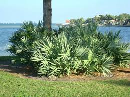 Saw Palmetto Pills, Valerian Root Supplement, Echinacea Pills, St. John's Wort,5-HTP Pills,Black Cohosh,Lutein Blue, Healthy Hair Keratin Formula,Hair Skin And Nails,CLA pILLS Conjugated linoleic acid Mini Fish Oil,Krill Oil,Horny Goat weed Pills,Ginseng,Garlic Extract, Chia Seeds,Flaxeed Oil, Oil,Fenugreek,Magnesium Capsules, Hawthorn Berry, fISH Fish oIL+d3,Fish Flax Borage, Health Formula,Garlic And Parsley softgel capsules, Garlic Extract,Valelian Root, Cranberry Pills, Cinnamon, Vitamin D3,Cacao Powder