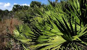 Valerian Root Supplement, Echinacea Pills, St. John's Wort,5-HTP Pills,Black Cohosh,Lutein Blue, Healthy Hair Keratin Formula,Hair Skin And Nails,CLA pILLS Conjugated linoleic acid Mini Fish Oil,Krill Oil,Horny Goat weed Pills,Ginseng,Garlic Extract, Chia Seeds,Flaxeed Oil, Oil,Fenugreek,Magnesium Capsules, Hawthorn Berry, fISH Fish oIL+d3,Fish Flax Borage, Health Formula,Garlic And Parsley softgel capsules, Garlic Extract,Valelian Root, Cranberry Pills, Cinnamon, Vitamin D3,Cacao Powder