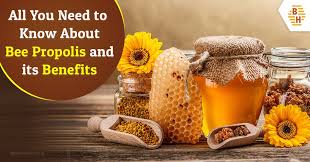 kuding tea reviews